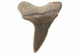 Bargain, Fossil Ginsu Shark (Cretoxyrhina) Tooth - Kansas #219152-1